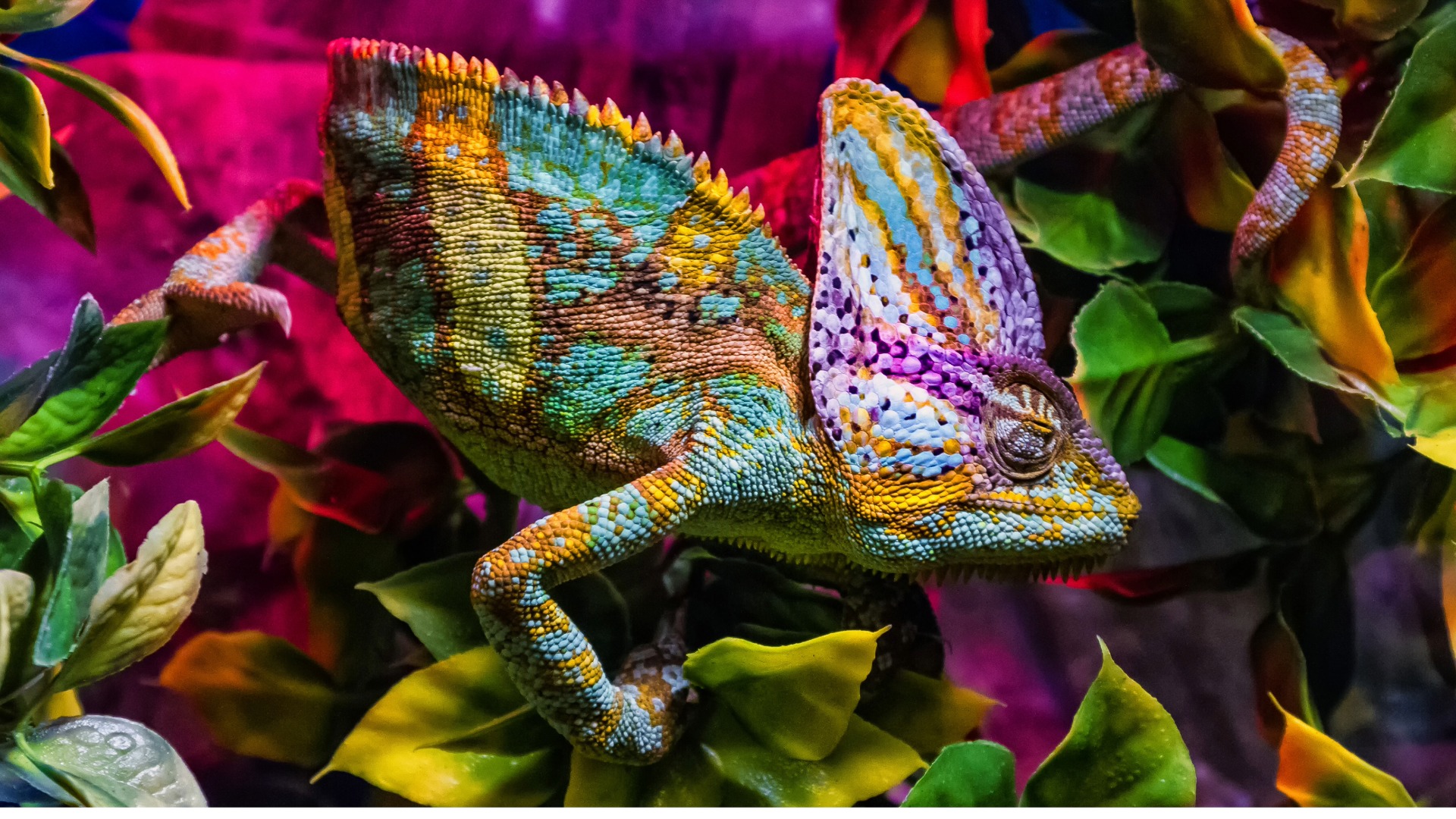 WebP to PNG Converter